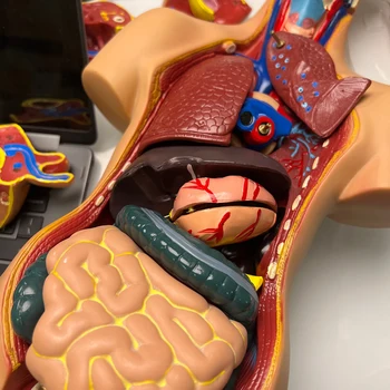 55cm 19 Parça İnsan Torso Modeli Monte Tıbbi Anatomi Vücut Biseksüel Anatomik Modeller Montaj Bilim Eğitici Oyuncaklar
