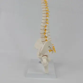 Omurga Modeli İnsan Lomber Sütun Esnek Anatomi Pelvis İskelet Asılı Yetişkin Aracı Rehabilitasyon Eğitim Aksesuarı