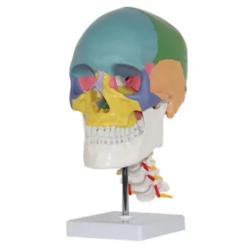 renkli insan yetişkin Kafatası modeli servikal tıbbi kullanım sanat boyama insan iskeleti 20*14 * 29cm PVC malzeme